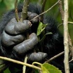bweza gorilla family