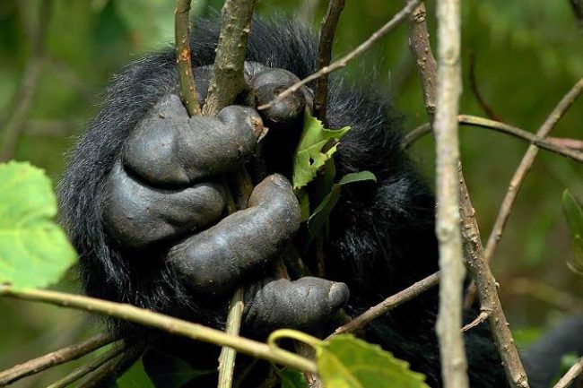 bweza gorilla family