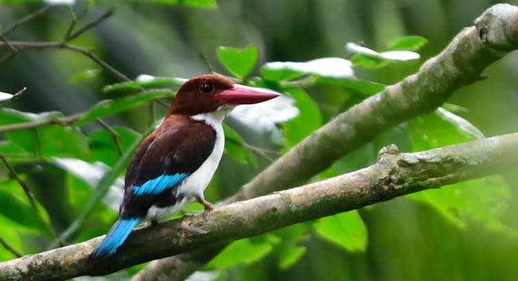 birding royal mile Budongo