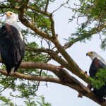 fish eagle