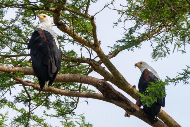 fish eagle