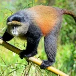 golden monkey tracking