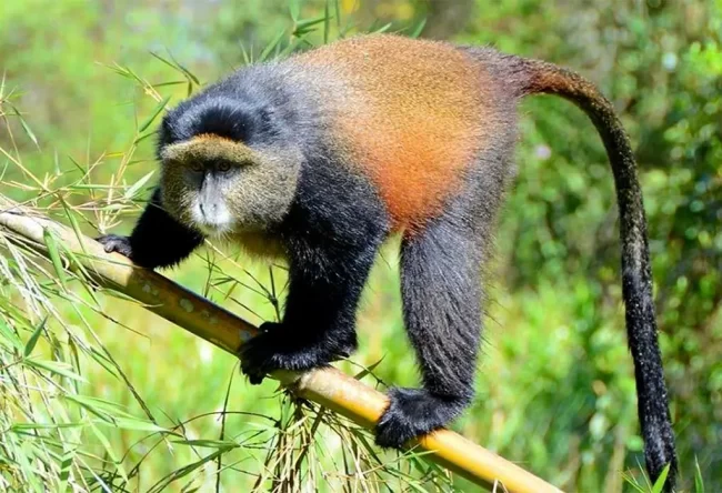 golden monkey tracking