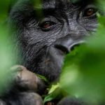 gorilla families in rushaga