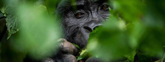 gorilla families in rushaga