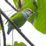 African Green Broadbill