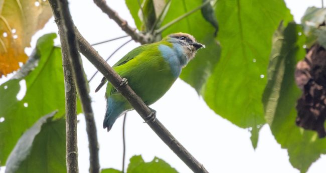 African Green Broadbill