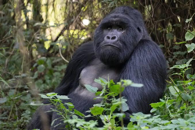 Where is the best gorilla trekking location?