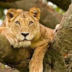 ishasha lions