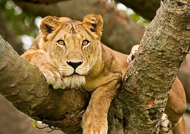 ishasha lions
