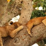 ishasha tree climbing lions
