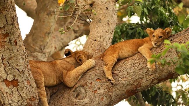 ishasha tree climbing lions