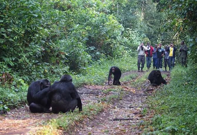 2 days chimpanzee trekking