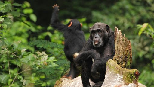 2 Days kibale chimpanzee trekking