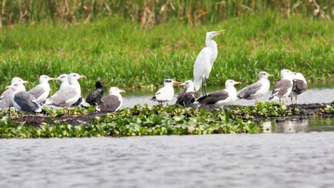 lake nabugabo wetland
