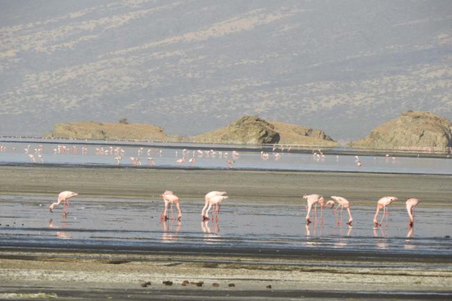 lesser flamingo at Lake natron