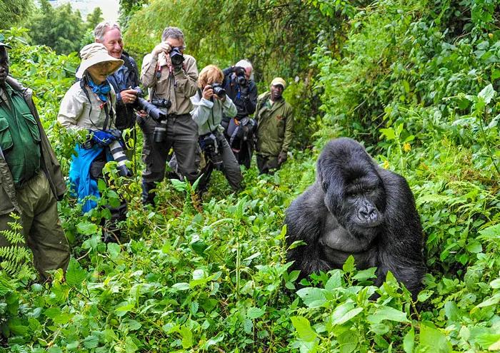 mOUNTAIN GORILLA TRACKING