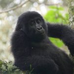 Mishaya gorilla family