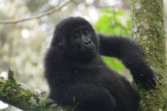 Mishaya gorilla family