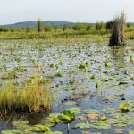 nabajjuzi wetland