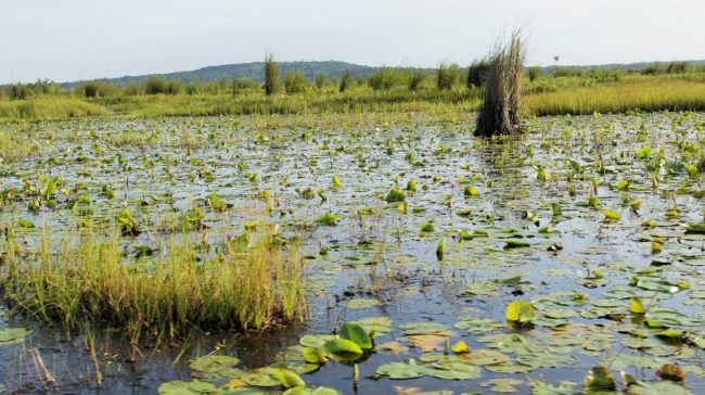 nabajjuzi wetland