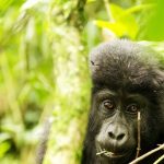 nkuringo gorilla sector