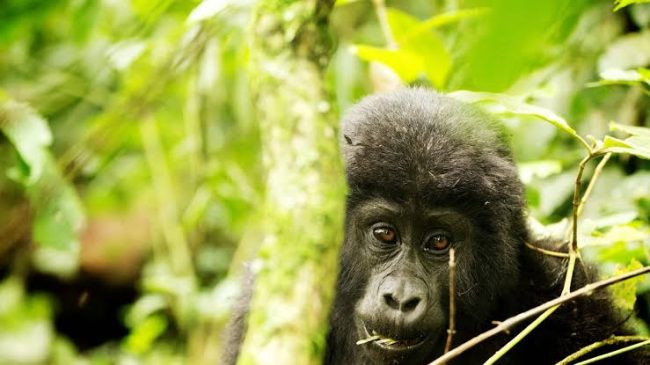 nkuringo gorilla sector
