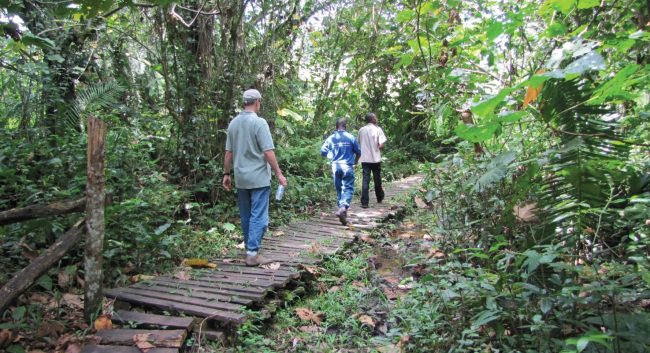 Nkuringo-buhoma trail