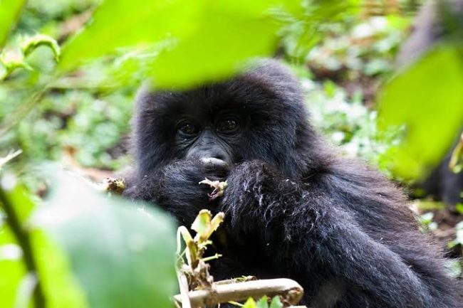 Nshongi Gorilla Family