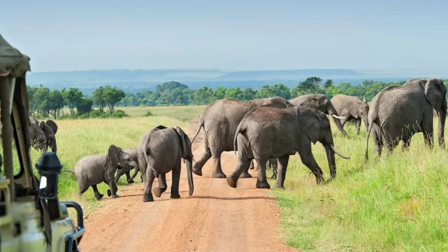 nyerere national park