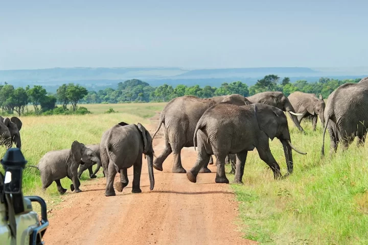 nyerere national park
