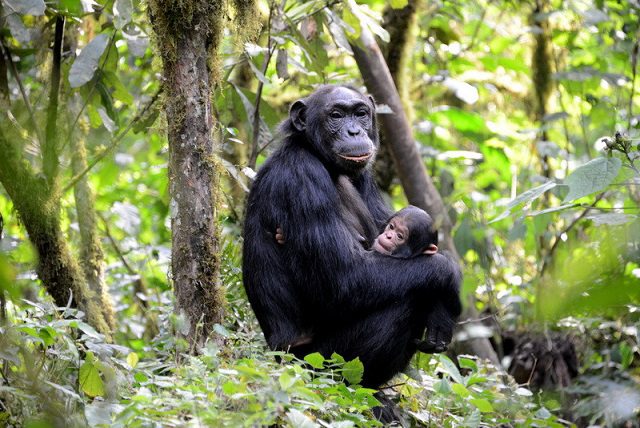 nyungwe chimPANZEE TRACKING