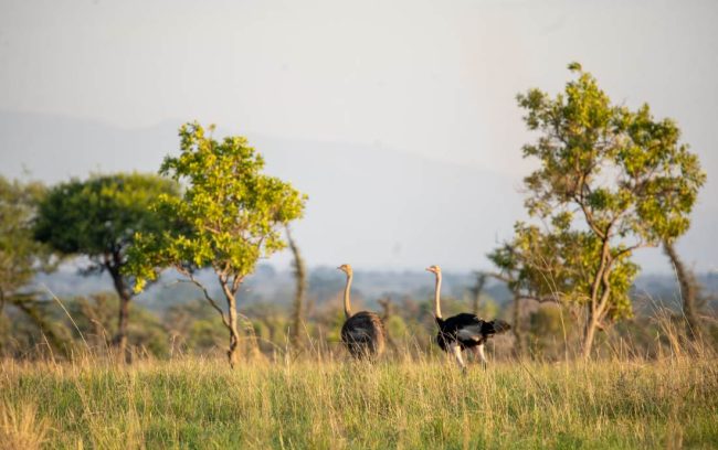 pian upe reserve