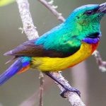 rwenzori double collared sunbird