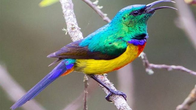 rwenzori double collared sunbird