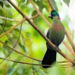 rwenzori turaco