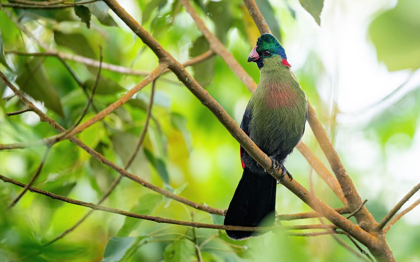 rwenzori turaco in Nyungwe