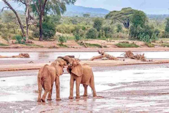 samburu national reserve